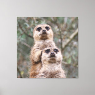 Meerkat_002_by_JAMFoto Leinwanddruck