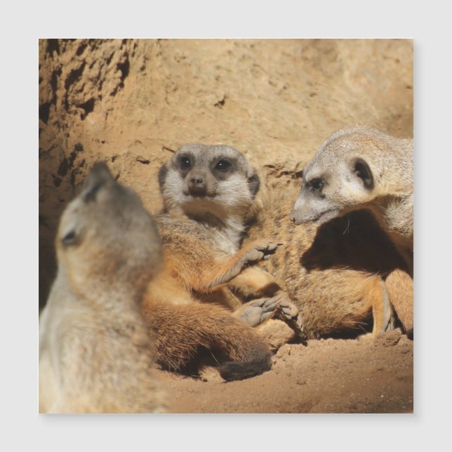 Meerkat 002 magnetkarte (Vorderseite)