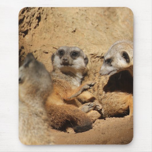 Meerkat 002 mousepad (Vorne)