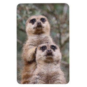 Meerkat 002 von JAMFoto Magnet