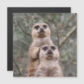 Meerkat 002 von JAMFoto Magnetkarte (Vorne/Hinten)
