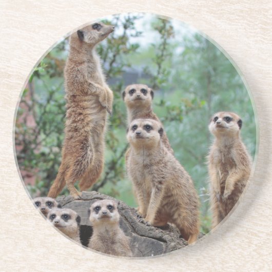 Meerkat_003 Getränkeuntersetzer (Vorne)