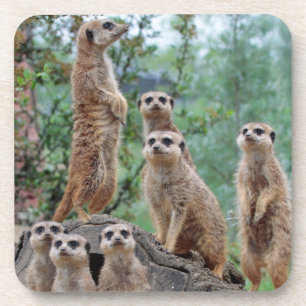 Meerkat_003 Getränkeuntersetzer