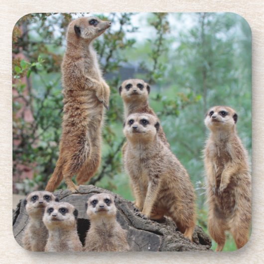 Meerkat_003 Getränkeuntersetzer (Vorderseite)