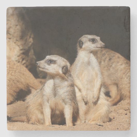 Meerkat 003 steinuntersetzer (Vorderseite)