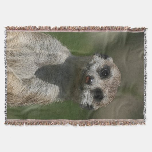 Meerkat 004 decke (Vorderseite)