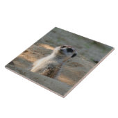 Meerkat 004 fliese (Seite)