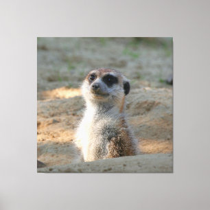 Meerkat 004 leinwanddruck