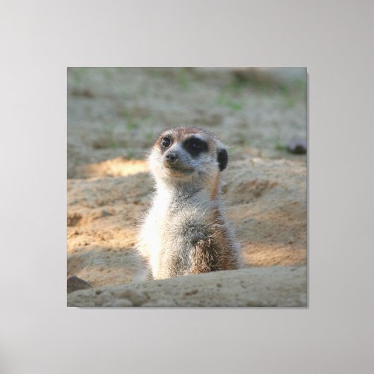 Meerkat 004 leinwanddruck (Vorderseite)
