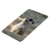 Meerkat 004 magnet (Linke Seite)