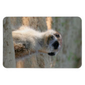 Meerkat 004 magnet (Horizontal)