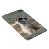 Meerkat 004 magnet (Rechte Seite)