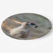 Meerkat 004 pappteller (Schrägansicht)