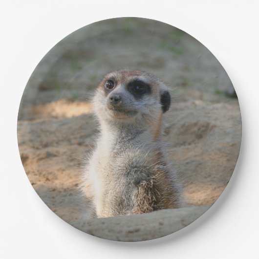 Meerkat 004 pappteller (Vorderseite)