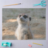 Meerkat 004 seidenpapier (Basteln)