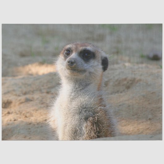 Meerkat 004 seidenpapier (Vorderseite)