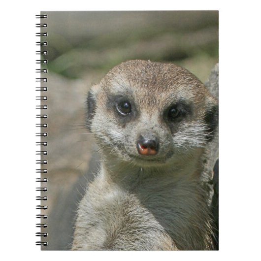 Meerkat 005 notizblock (Vorderseite)