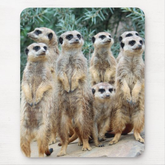 Meerkat 006 mousepad (Vorne)