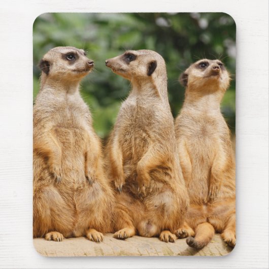 Meerkat 007 mousepad (Vorne)
