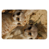 Meerkat_008 Magnet (Horizontal)