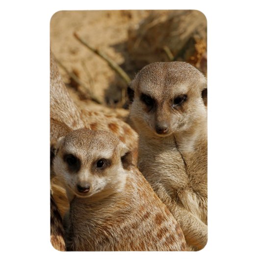 Meerkat_008 Magnet (Vertikal)