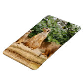 Meerkat 008 magnet (Linke Seite)
