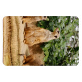 Meerkat 008 magnet (Horizontal)