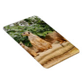 Meerkat 008 magnet (Rechte Seite)