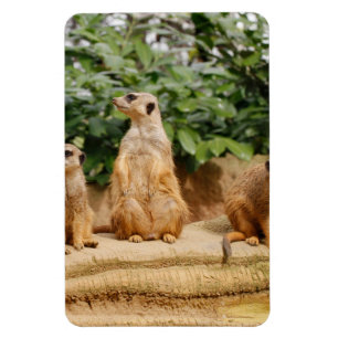 Meerkat 008 magnet