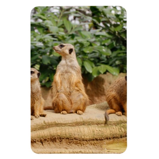 Meerkat 008 magnet (Vertikal)