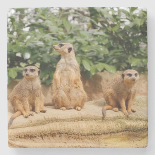 Meerkat 008 steinuntersetzer (Vorderseite)