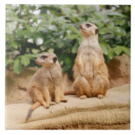 Meerkat 009 fliese (Vorderseite)