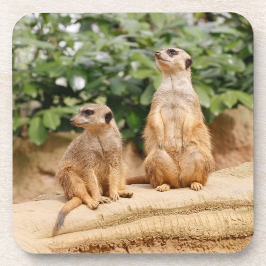 Meerkat 009 getränkeuntersetzer (Vorderseite)