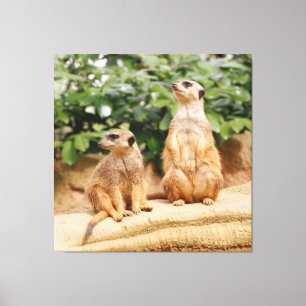 Meerkat 009 leinwanddruck