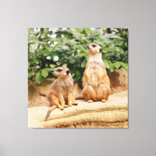 Meerkat 009 leinwanddruck (Vorderseite)