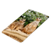 Meerkat 009 magnet (Linke Seite)