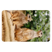 Meerkat 009 magnet (Horizontal)