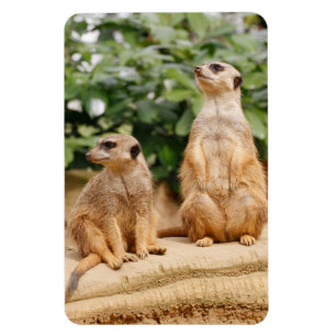Meerkat 009 magnet