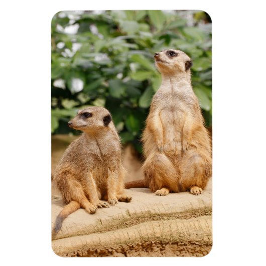 Meerkat 009 magnet (Vertikal)