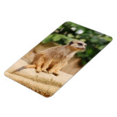 Meerkat 010 magnet (Linke Seite)