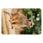 Meerkat 010 magnet (Horizontal)
