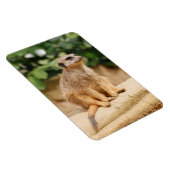 Meerkat 010 magnet (Rechte Seite)