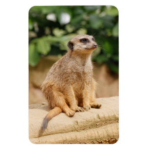 Meerkat 010 magnet