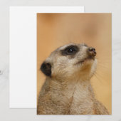 Meerkat 011 feiertagskarte (Vorne/Hinten)