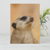 Meerkat 011 feiertagskarte (Stehend Vorderseite)