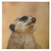 Meerkat 011 fliese (Vorderseite)