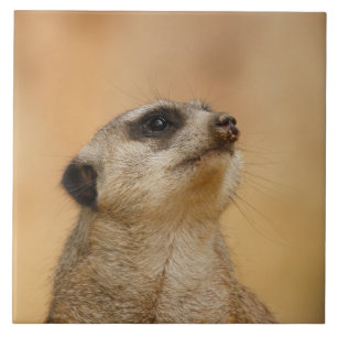 Meerkat 011 fliese