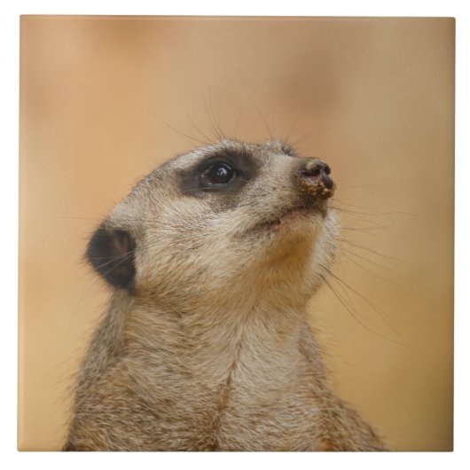 Meerkat 011 fliese (Vorderseite)