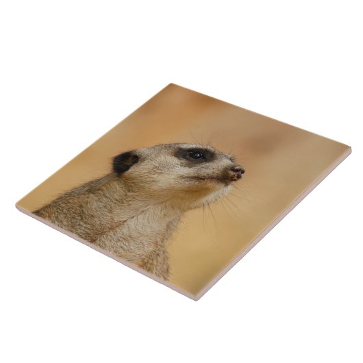 Meerkat 011 fliese (Seite)