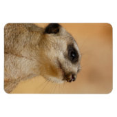 Meerkat 011 magnet (Horizontal)